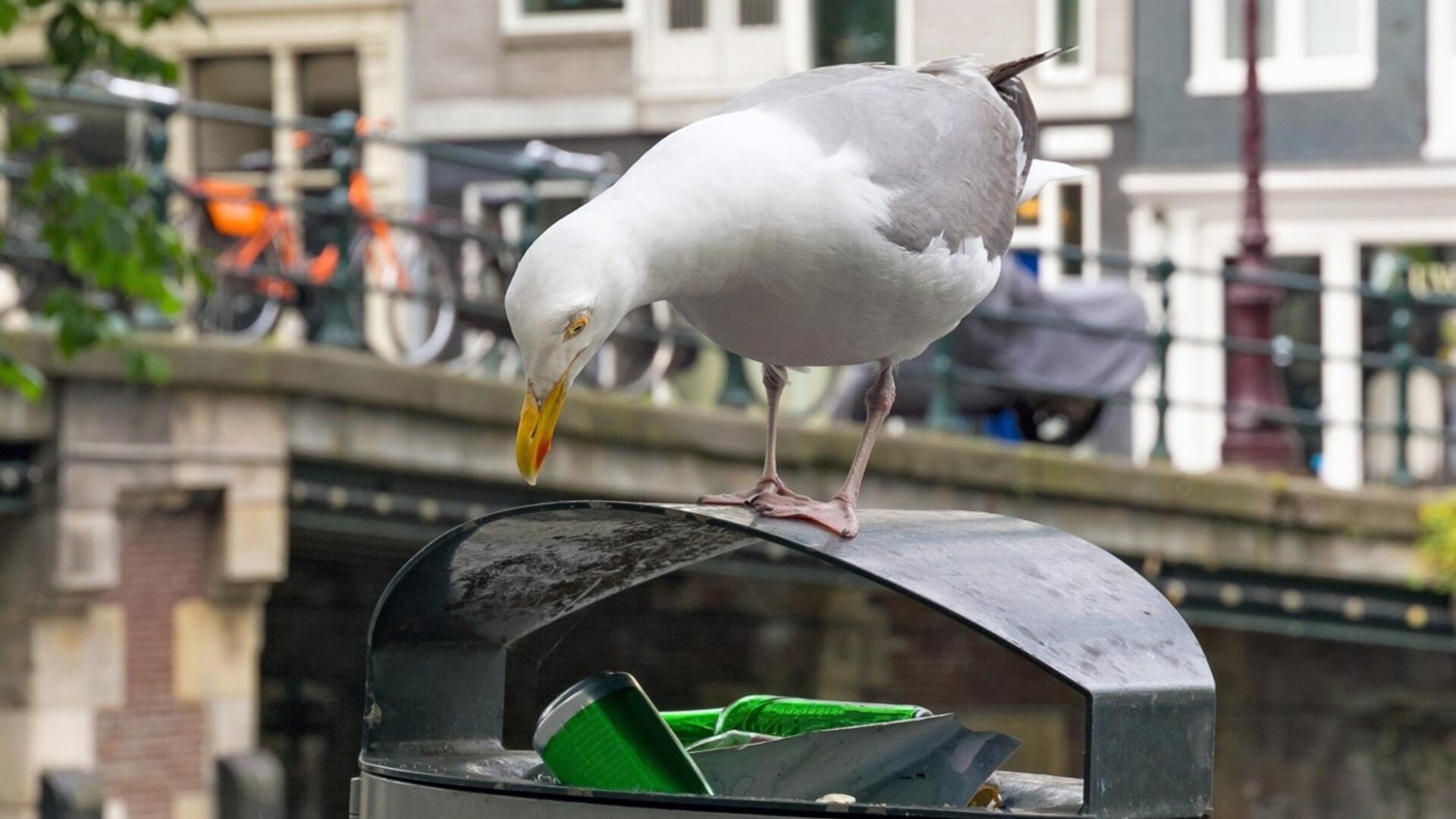 een meeuw bovenop een volle vuilnisbak