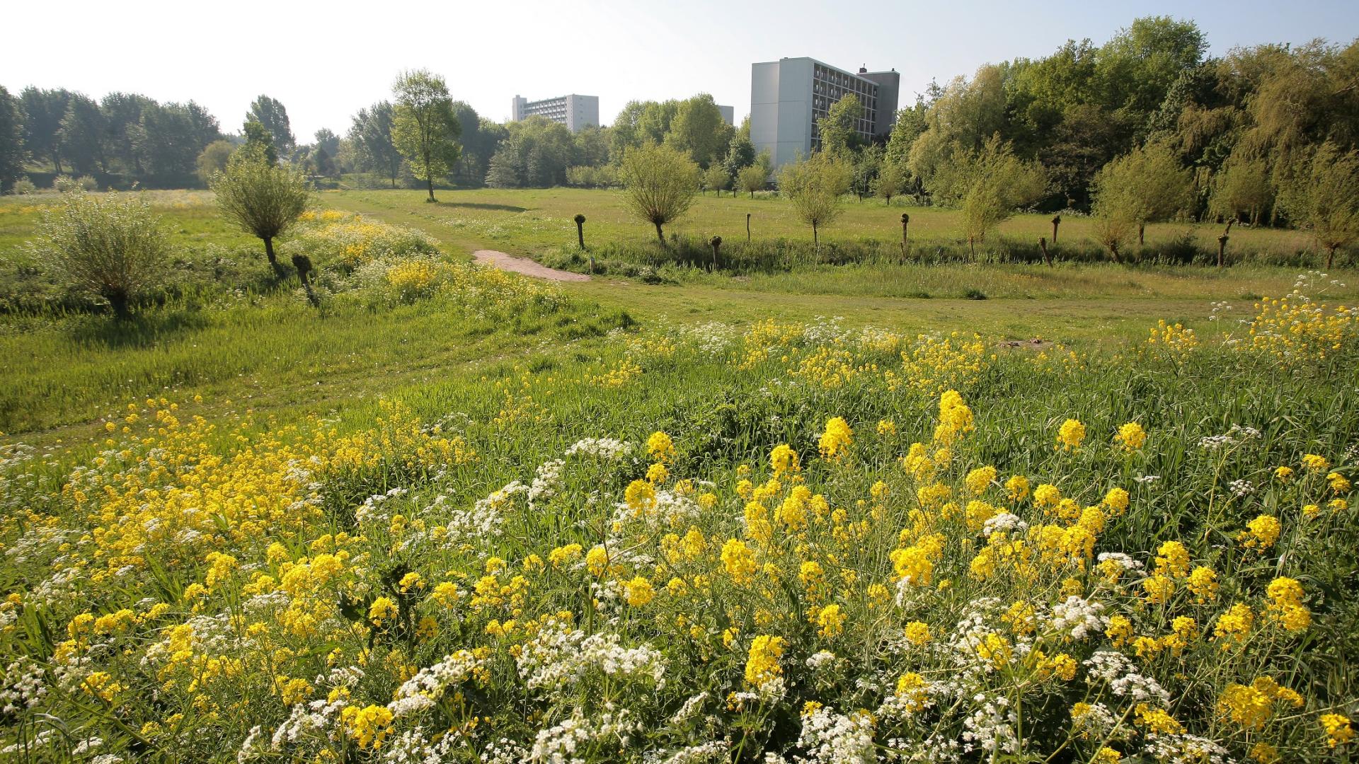 Groengebied Buikslotermeer